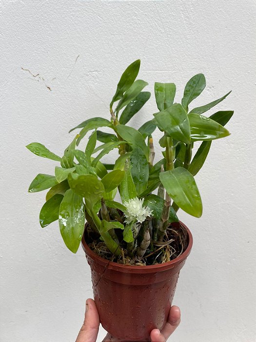 dendrobium purpureum
