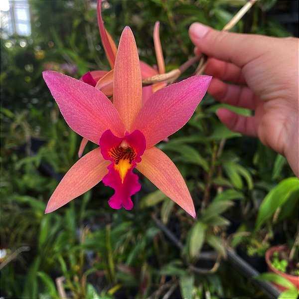 Lc. Santa Barbara (L. anceps x C. cinnabarina)