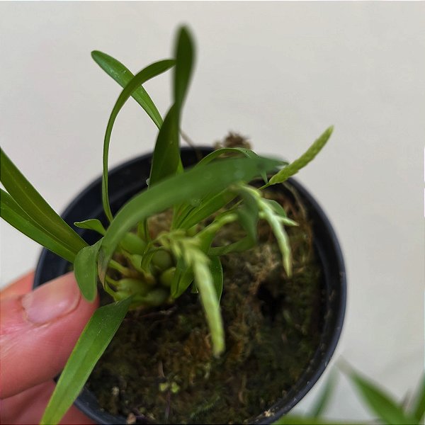 Dendrochilum pygmaeum (pigmea)