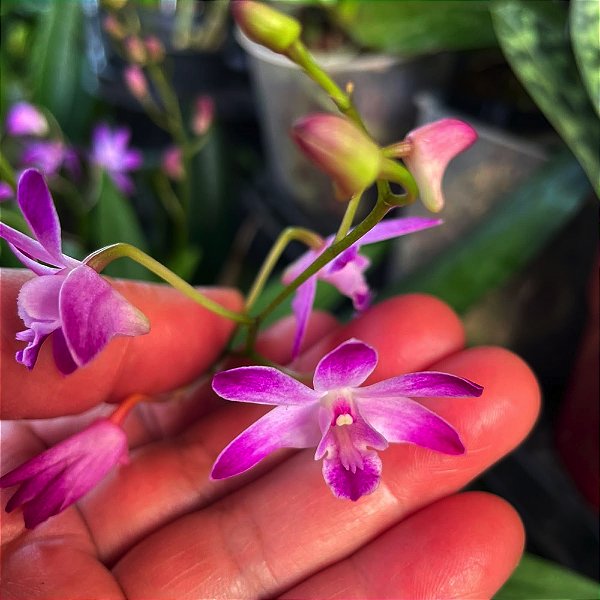 DENDROBIUM BERRY ODA
