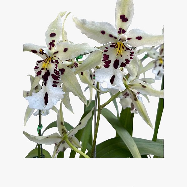 BEALLARA SNOWBLIND 'SWEET SPOTS'