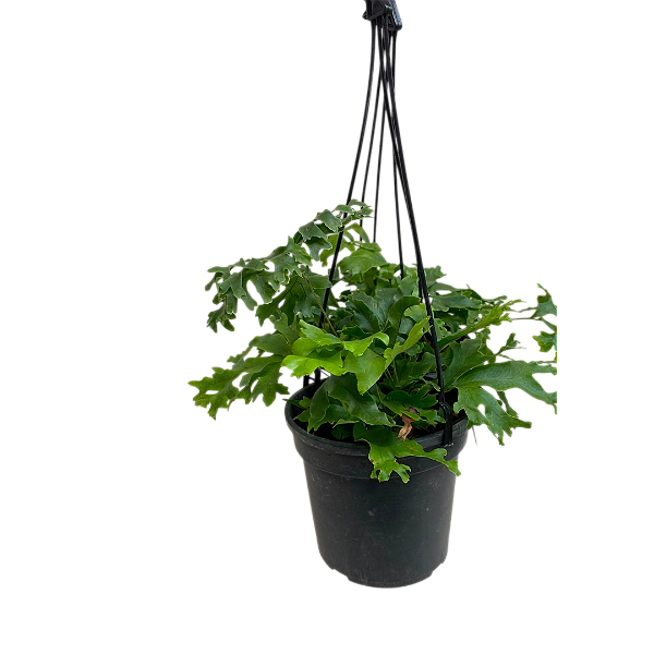 SAMAMBAIA CRISTATA ("NEPHROLEPIS EXALTADA") Promoção