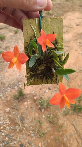 SOPHRONITIS PIGMEA