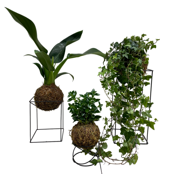 KIT 3 FOLHAGENS KOKEDAMA DE PACOVÁ, HERA ESTRELA E PEIXINHO VERDE COM SUPORTE
