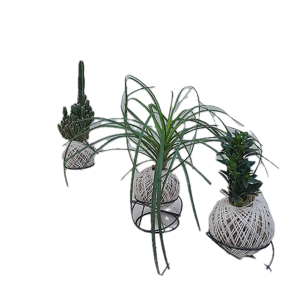 KIT 3 KOKEDAMA: PEIXINHO, PATA DE ELEFANTE E CACTO COM SUPORTE