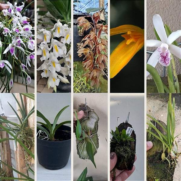 KIT MINI ORQUÍDEAS