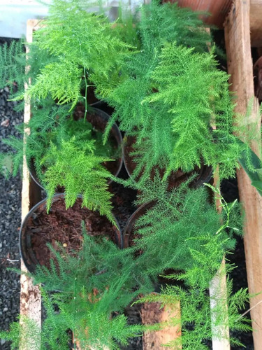 Planta Ornamental Melindre Muda Pequena