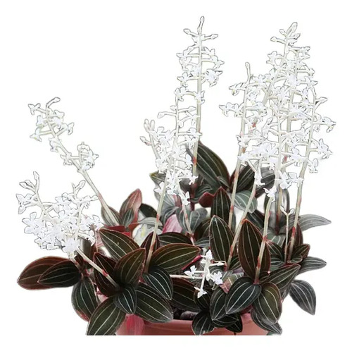 Kit 2 Ludisia Discolor Orquídea Pipoca Joia Terrestre Rara