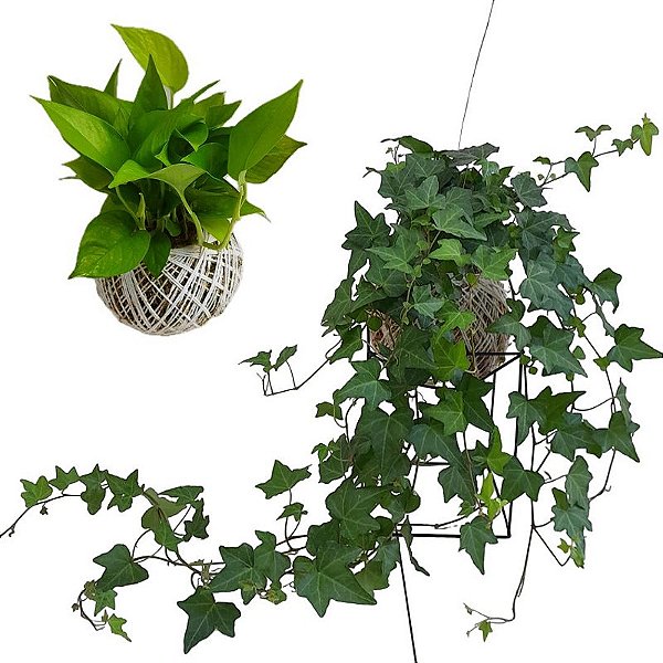 KIT KOKEDAMA JIBOIA NEON + KOKEDAMA HERA ESTRELA