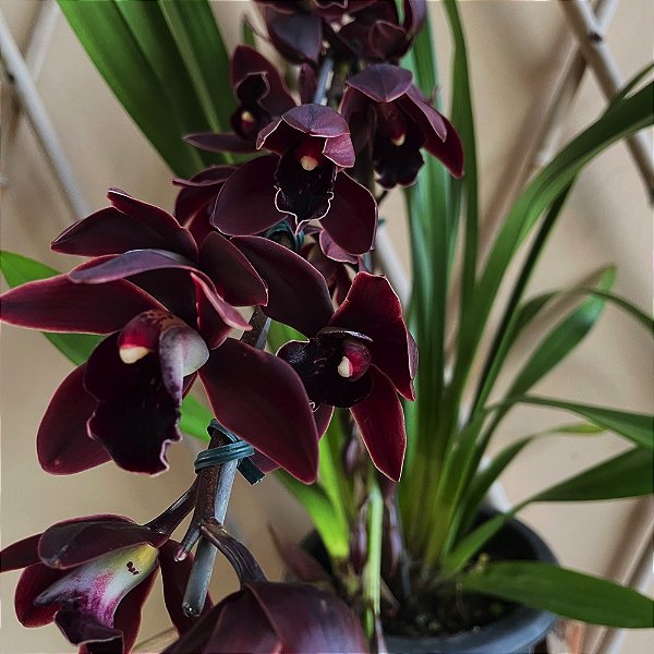 CYMBIDIUM BLACK SHOWER (ORQUÍDEA NEGRA) ADULTA