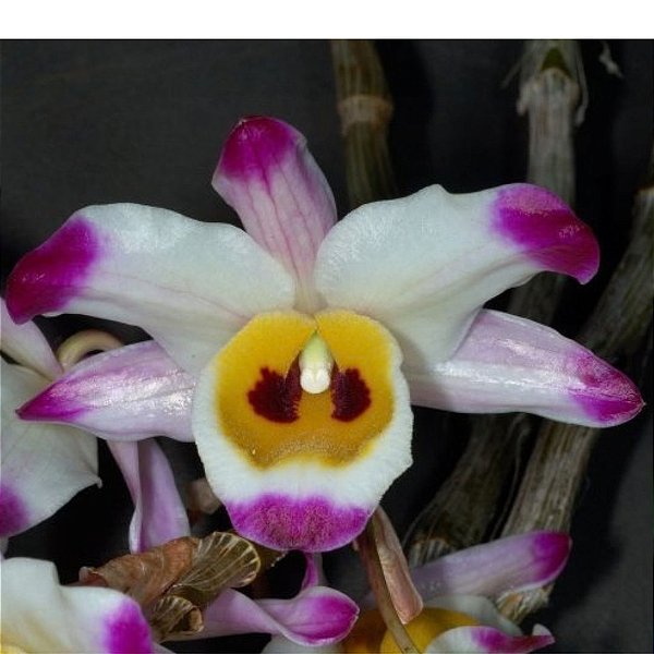 DENDROBIUM WARDIANUM