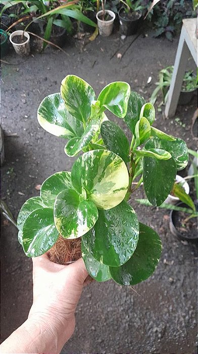 PEPEROMIA NO VASO