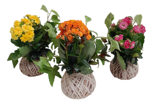 KIT 10 MINI KOKEDAMAS DE KALANCHOE