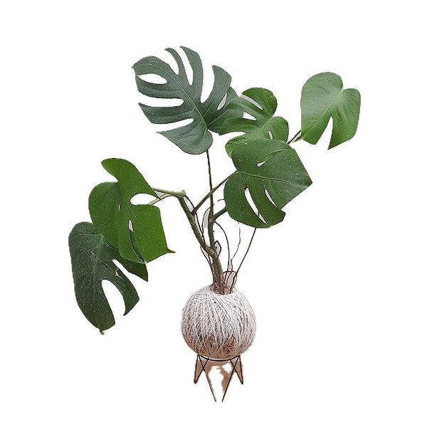 KOKEDAMA DE COSTELA DE ADÃO ACABAMENTO BARBANTE FIO CRU COM SUPORTE