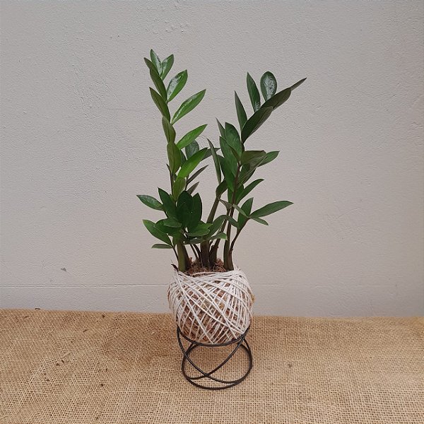 KOKEDAMA DE MINI ZAMIOCULCA ACABAMENTO BARBANTE FIO CRU COM SUPORTE