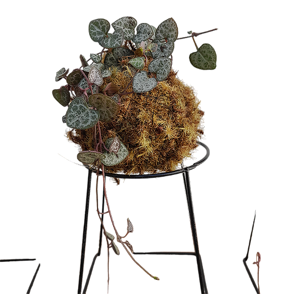 MINI KOKEDAMA DE CORAÇÃO EMARANHADO ACABAMENTO NEUTRO - KIT 10