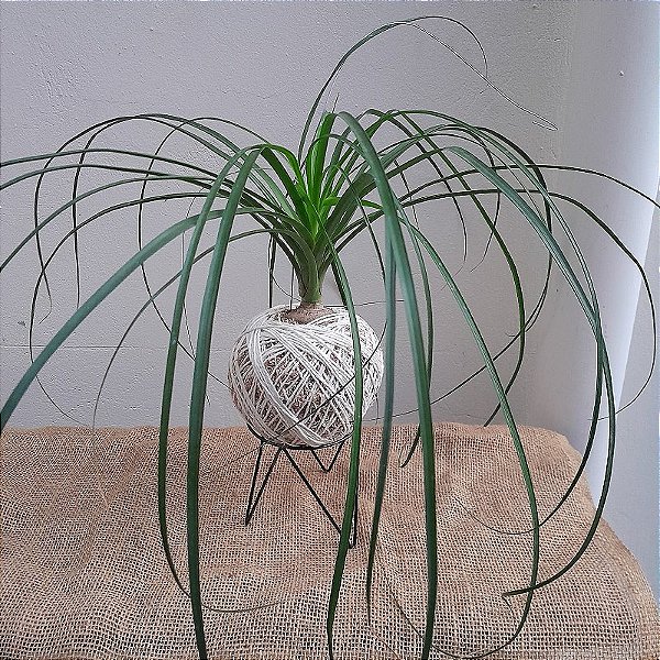 KOKEDAMA DE PATA DE ELEFANTE COM SUPORTE MESA