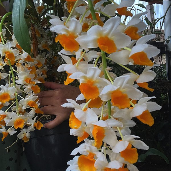 DENDROBIUM THYRSIFLORUM TOUCEIRA COM 7 BULBOS