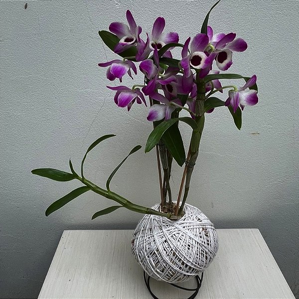 Kokedama de Orquidea com flor(Dendrobium) com suporte