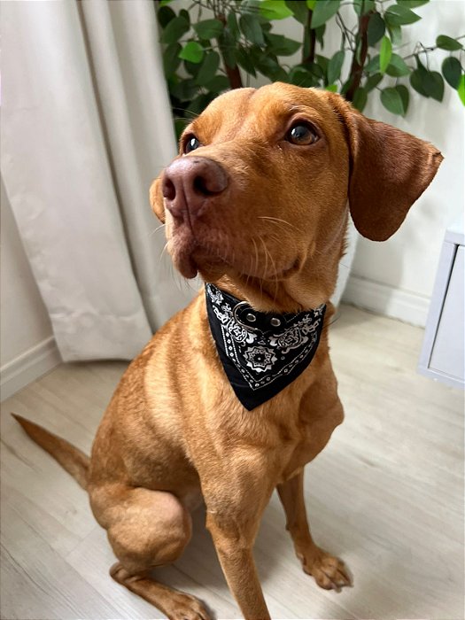 Coleira C/ Bandana 46cm