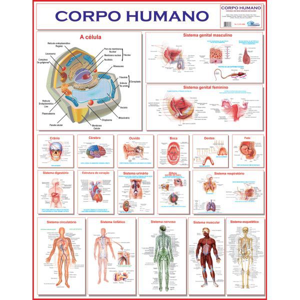 Mapa Corpo Humano 120X90 Multimapas
