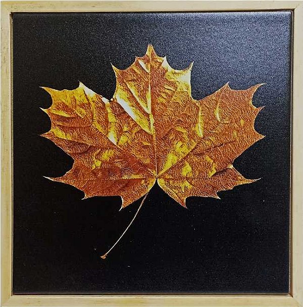 Quadro Pinus - Folha Bordo