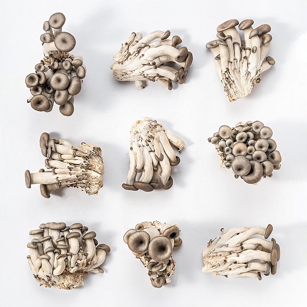 Cogumelo Shimeji Preto 200g Fungo de Quintal Fungo de Quintal