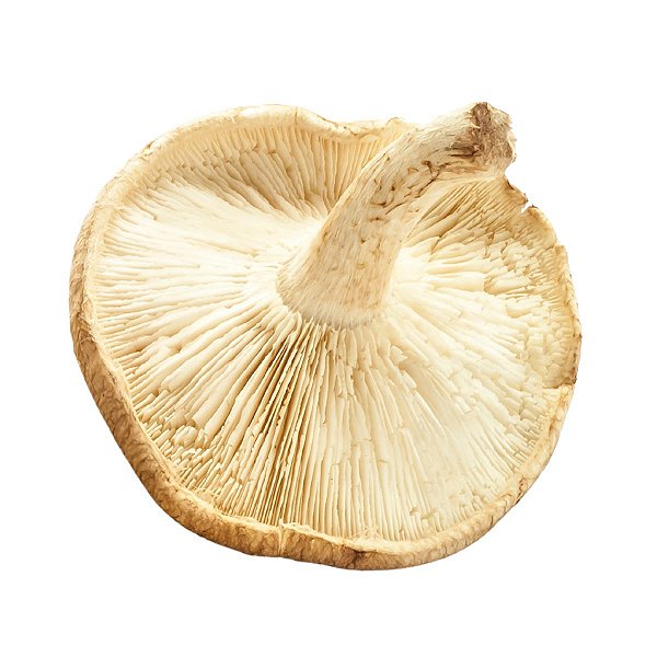Cogumelo Shitake Grande (G) Fungo de Quintal