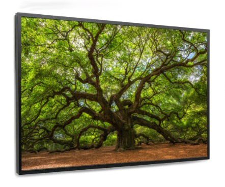 Quadro Decorativo - Natureza 02