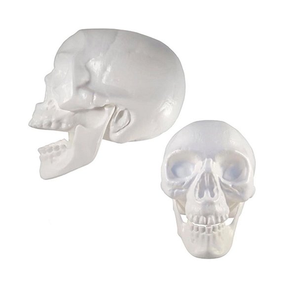 Crânio com Mandibula Fléxivel - Branco - 1 unidade - BrasilFlex - Rizzo
