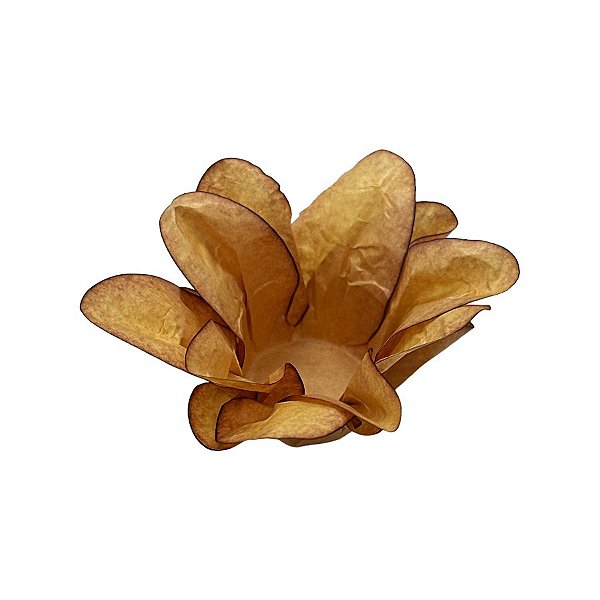 Forminha para Doces Finos - Estrela do Mar Mostarda - 20 unidades - Decora Doces - Rizzo