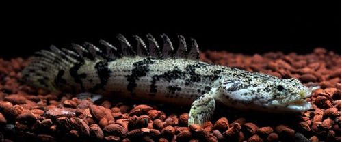POLLYPTERUS ENDLICHERI 8/10CM