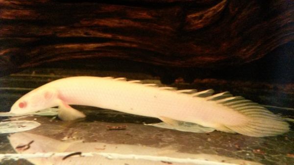 POLYPTERUS SENEGALUS ALBINO 8/10CM