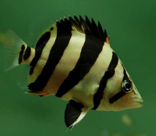 DATNOIDES MICROLEPS 5CM