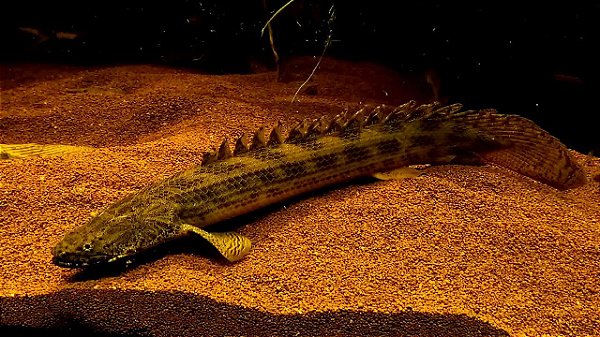 POLYPTERUS ANSORGII 12CM