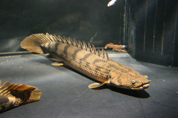 POLYPTERUS CONGICUS 25CM