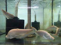 FACA GHOST ALBINO 12CM