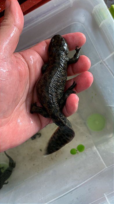 Salamandra Pleurodeles Waltl 20-22cm