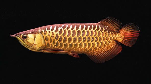 Aruanã Asiática Highback 55cm