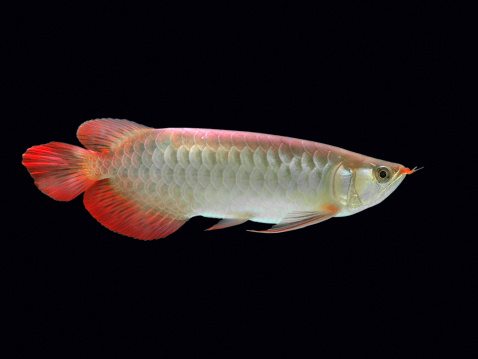 Aruanã Asiática Red Tail 25cm
