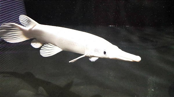 Atractosteus Platinum 18/20cm