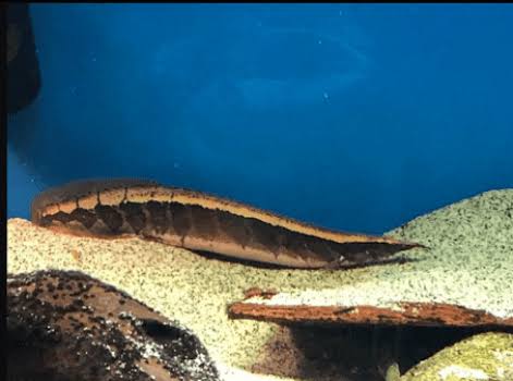 Moréia Borneo Pithon Eel 30cm - Raridade