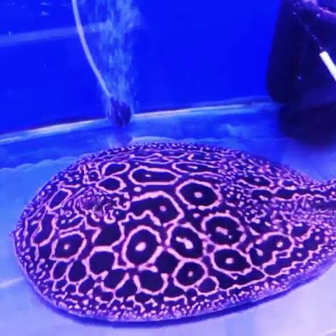 Arraia Pérola 25cm de disco