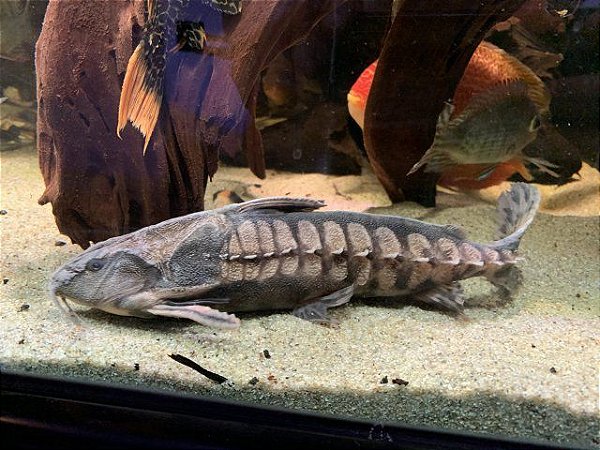 MEGALODORAS URANOSCOPUS 30CM