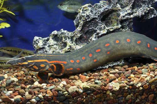 Moreia Red Fire Eel (moreia de fogo)