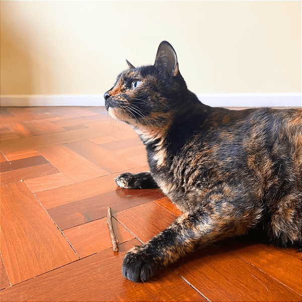Kit Matatabi em Gravetos + Catnip