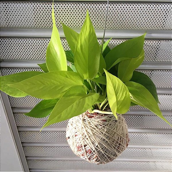 Kokedama de Jiboia Neon Acabamento Barbante Fio Cru