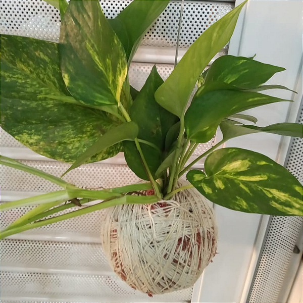 Kokedama de Jiboia Grande Acabamento Barbante Fio Cru