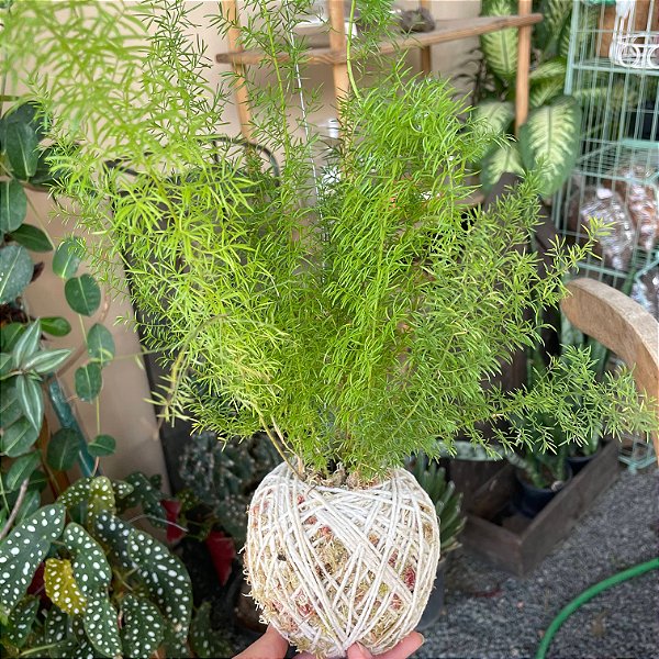 Kokedama de Aspargo-Alfinete