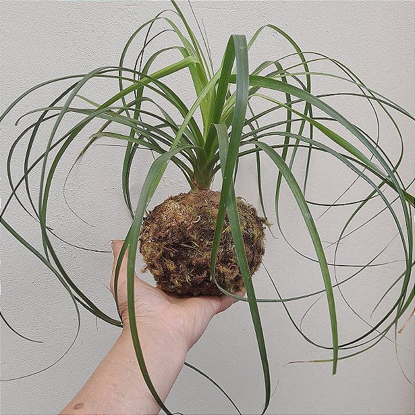 Kokedama de Pata de Elefante Acabamento Neutro